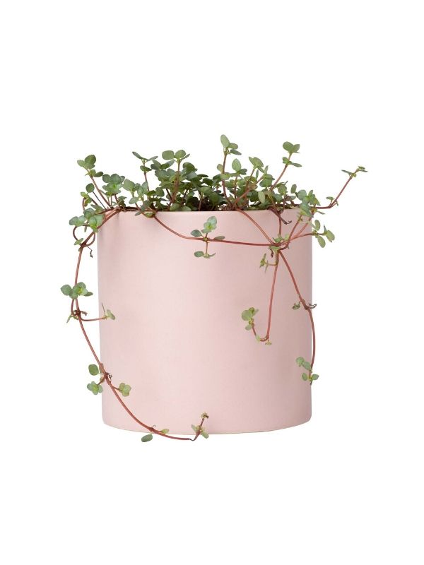 Plant: Silver Sprinkles 120mm & Pot