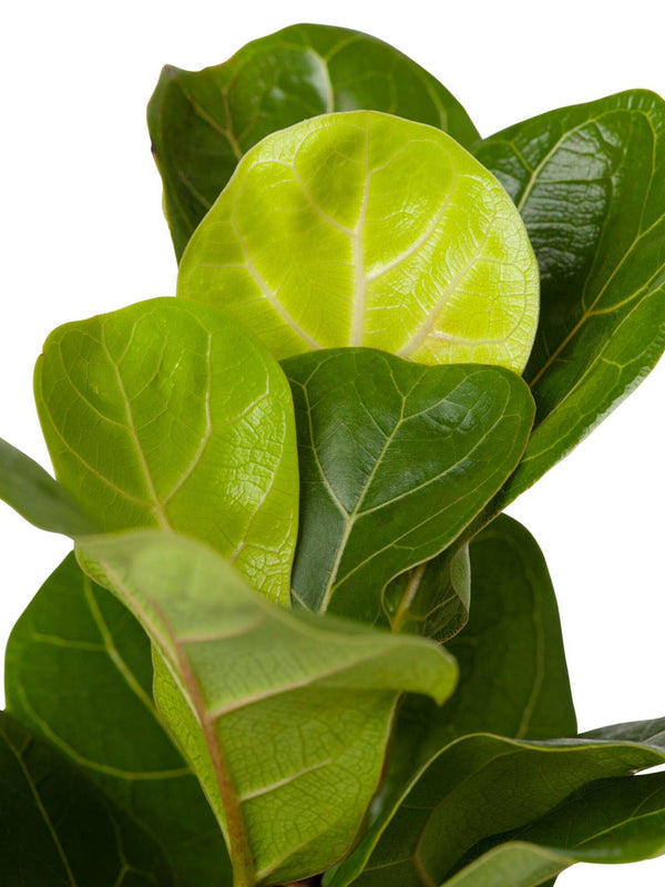 Plant: Fiddle Leaf Bambino 120mm & Pot