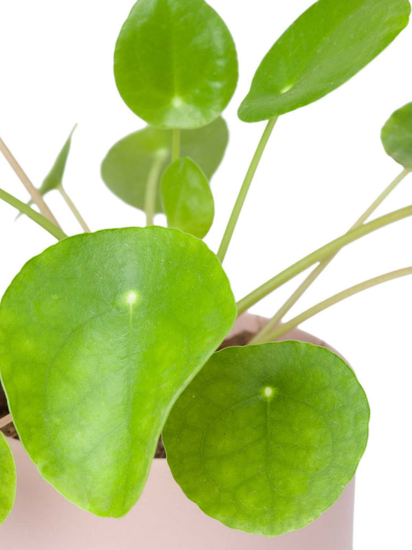 Plant: Pilea 120mm & Pot
