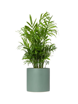 Plant: Parlour Palm 120mm & Pot