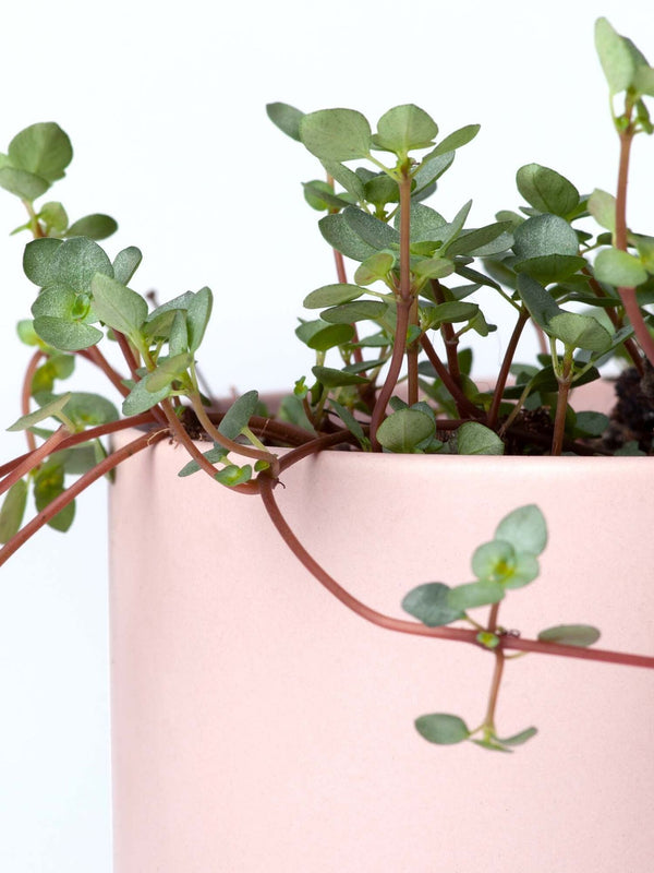 Plant: Silver Sprinkles 120mm & Pot