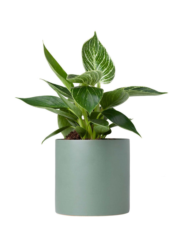 Plant: Philodendron Birkin 120mm & Pot