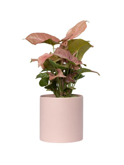 Plant: Pink Syngonium 120mm & Pot