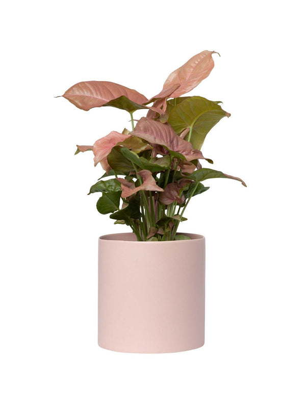 Plant: Pink Syngonium 120mm & Pot