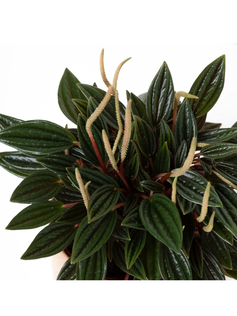 Plant: Peperomia Rosso 120mm & Pot