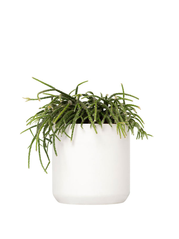 Plant: Shaggy Rhipsalis 120mm & Pot