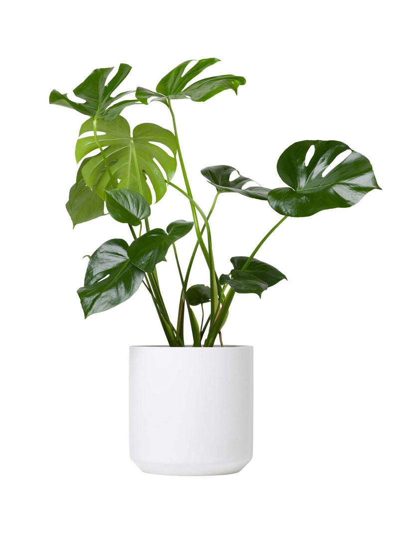 Plant: Monstera 240mm & Grey Pot