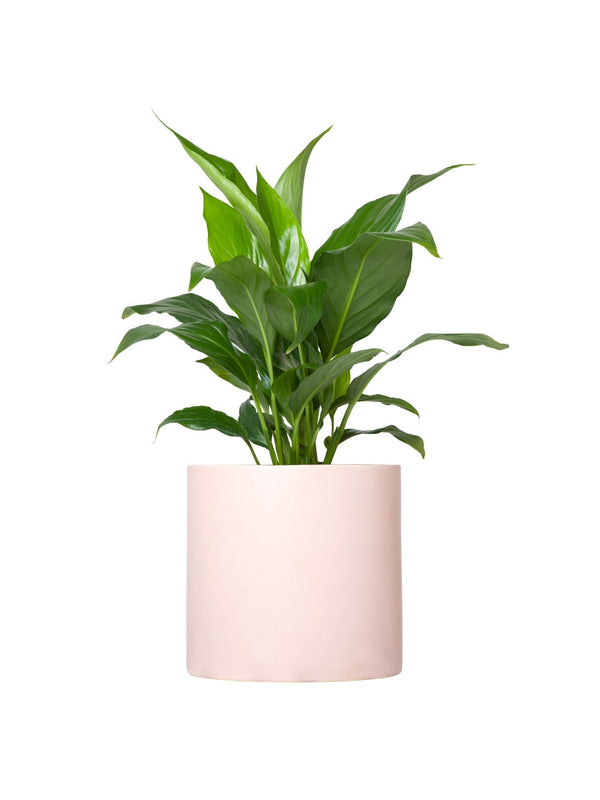 Plant: Peace Lily 120mm & Pot