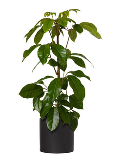 Plant: Umbrella Plant 190mm