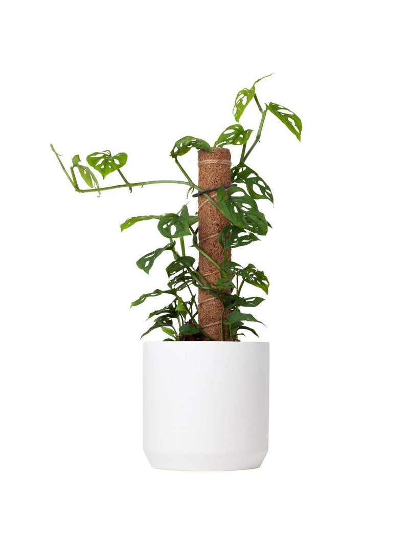 Plant: Totem Swiss Cheese Plant 170mm & Pot