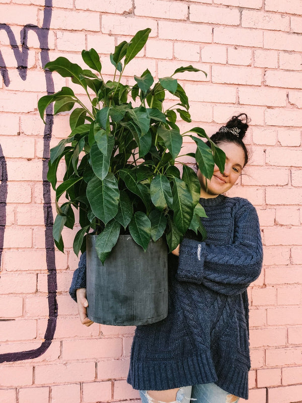 Plant: Umbrella Plant 240mm