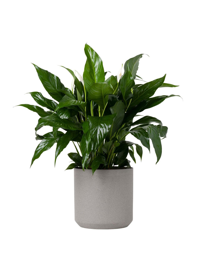 Plant: Peace Lily 190mm