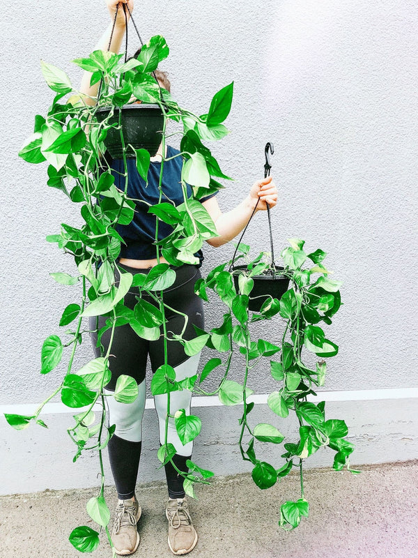 Plant: Devil's Ivy 200m Hanging