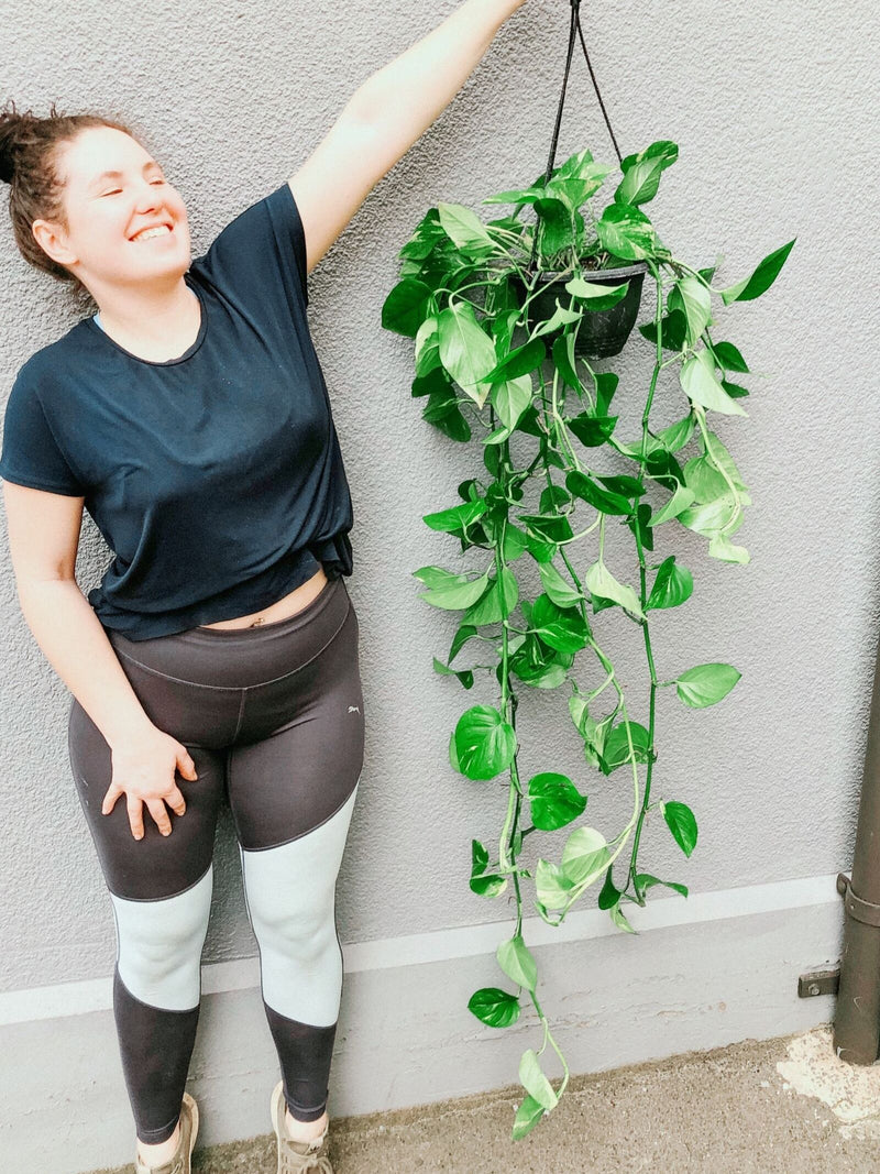 Plant: Devil's Ivy 200m Hanging