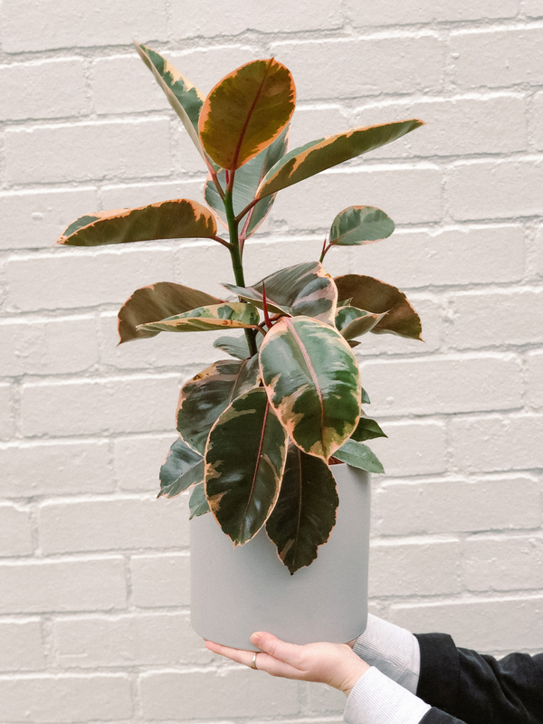 Rubber Ruby Plant 190mm & Pot
