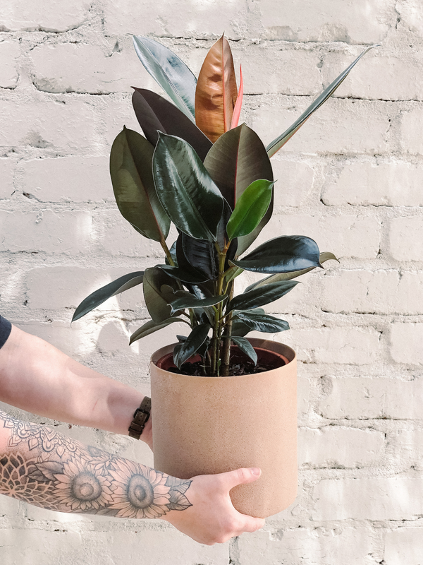 Rubber Burgundy Plant 190mm & Pot