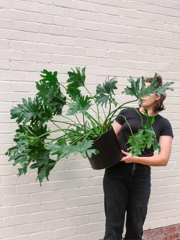 Plant: Philodendron Hope 250mm