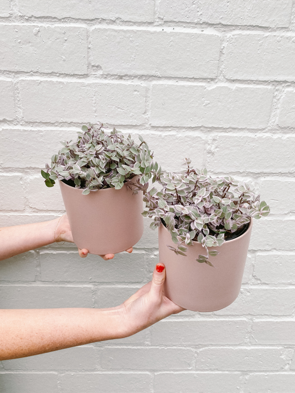 Plant: Pink Panther 120mm & Pot