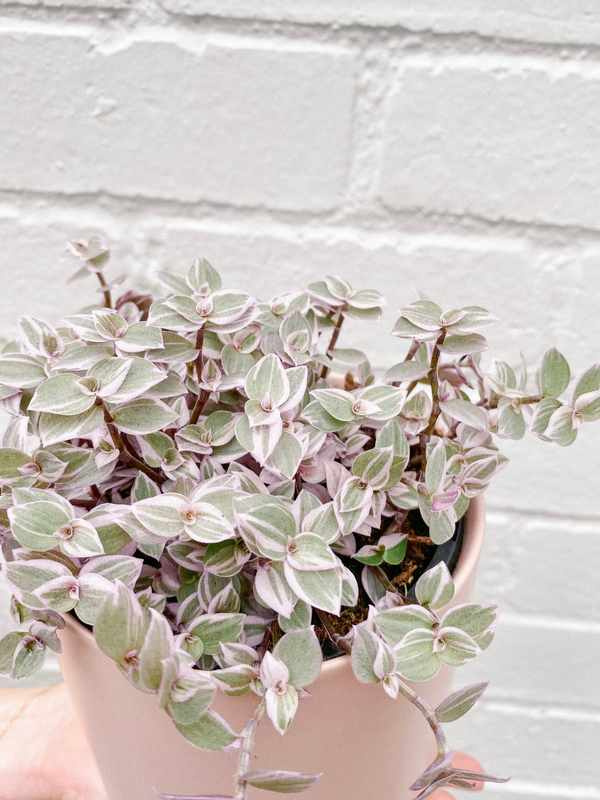 Plant: Pink Panther 120mm & Pot