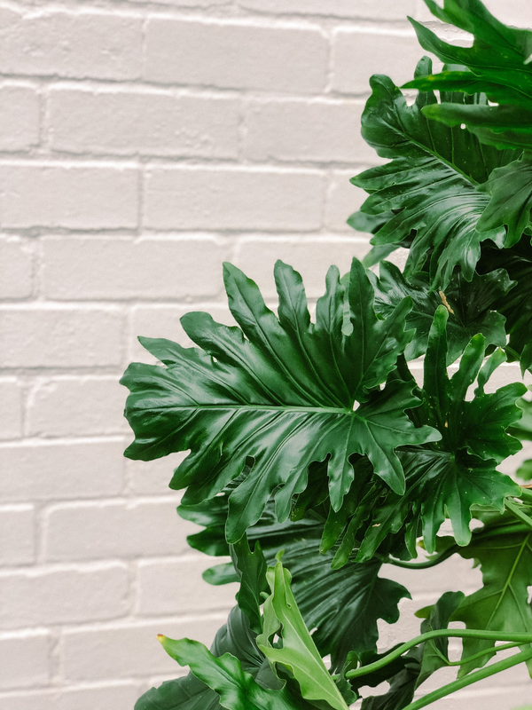 Plant: Philodendron Hope 250mm
