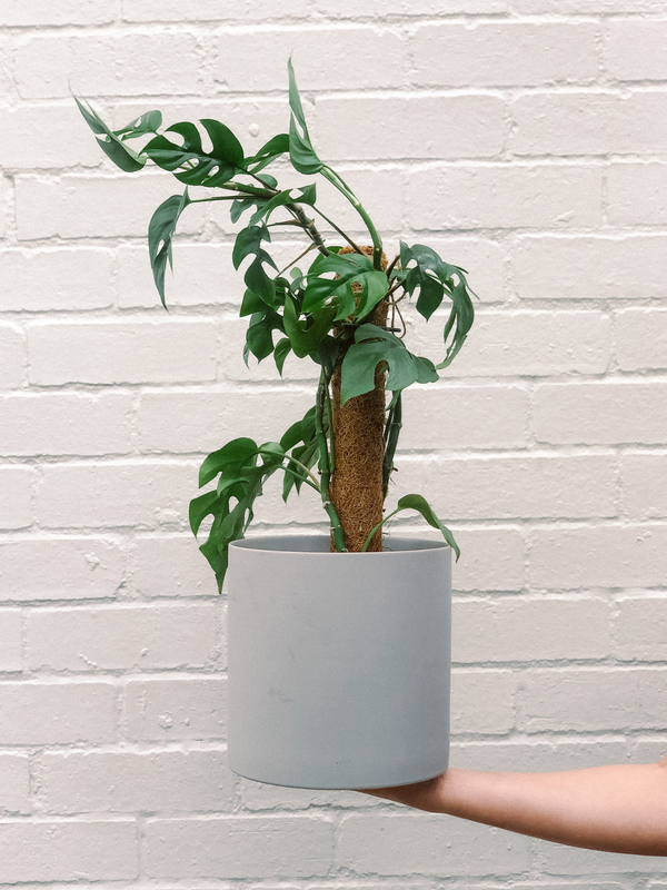 Mini Monstera Totem Plant 170mm & Pot