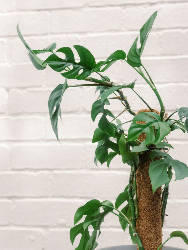 Mini Monstera Totem Plant 170mm & Pot