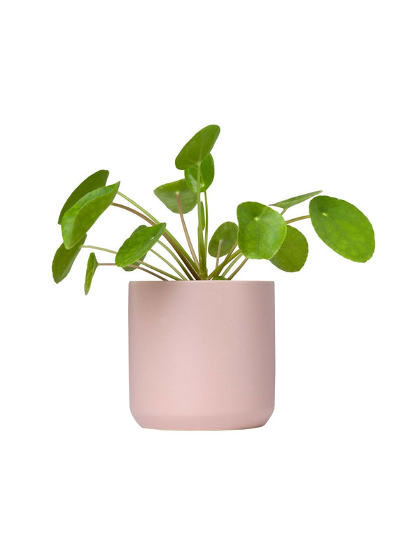 Plant: Pilea 120mm & Pot