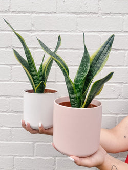 Plant: Snake Plant 120mm & Pot