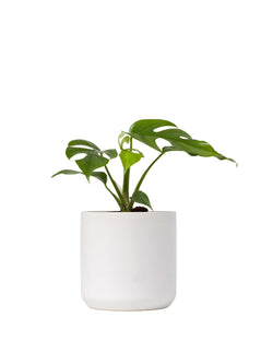 Plant: Mini Monstera 120mm & Pot