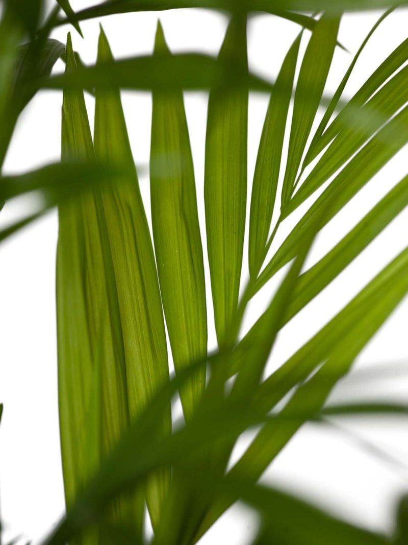 Plant: Parlour Palm 170mm