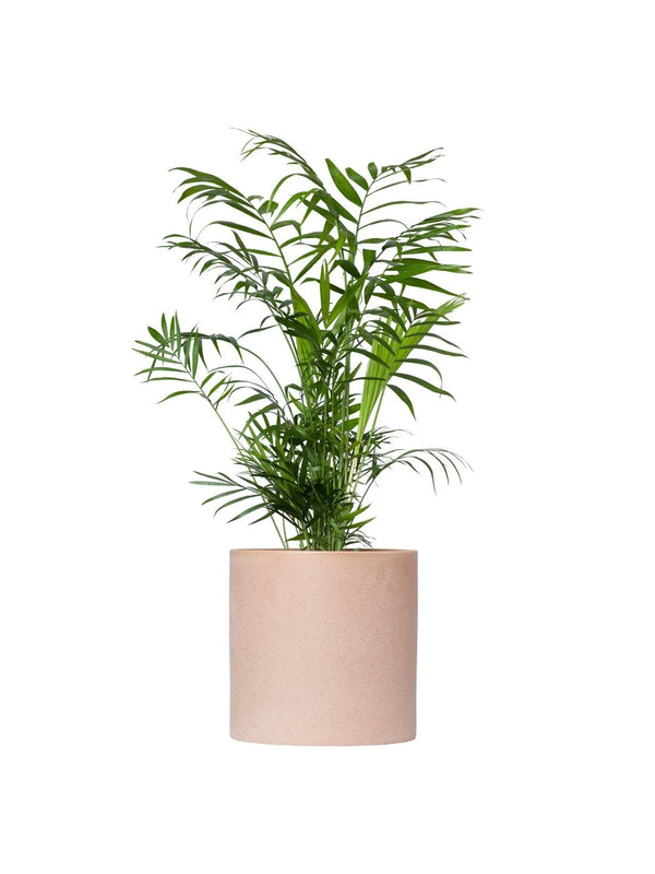 Plant: Parlour Palm 170mm