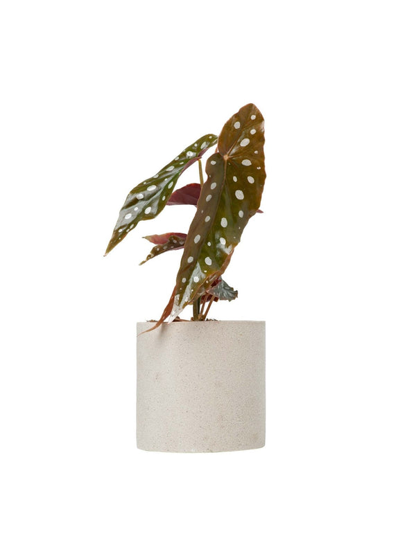 Plant: Spotted Begonia (Polka Dot) 120mm & Pot