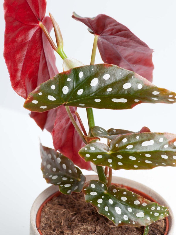 Plant: Spotted Begonia (Polka Dot) 120mm & Pot