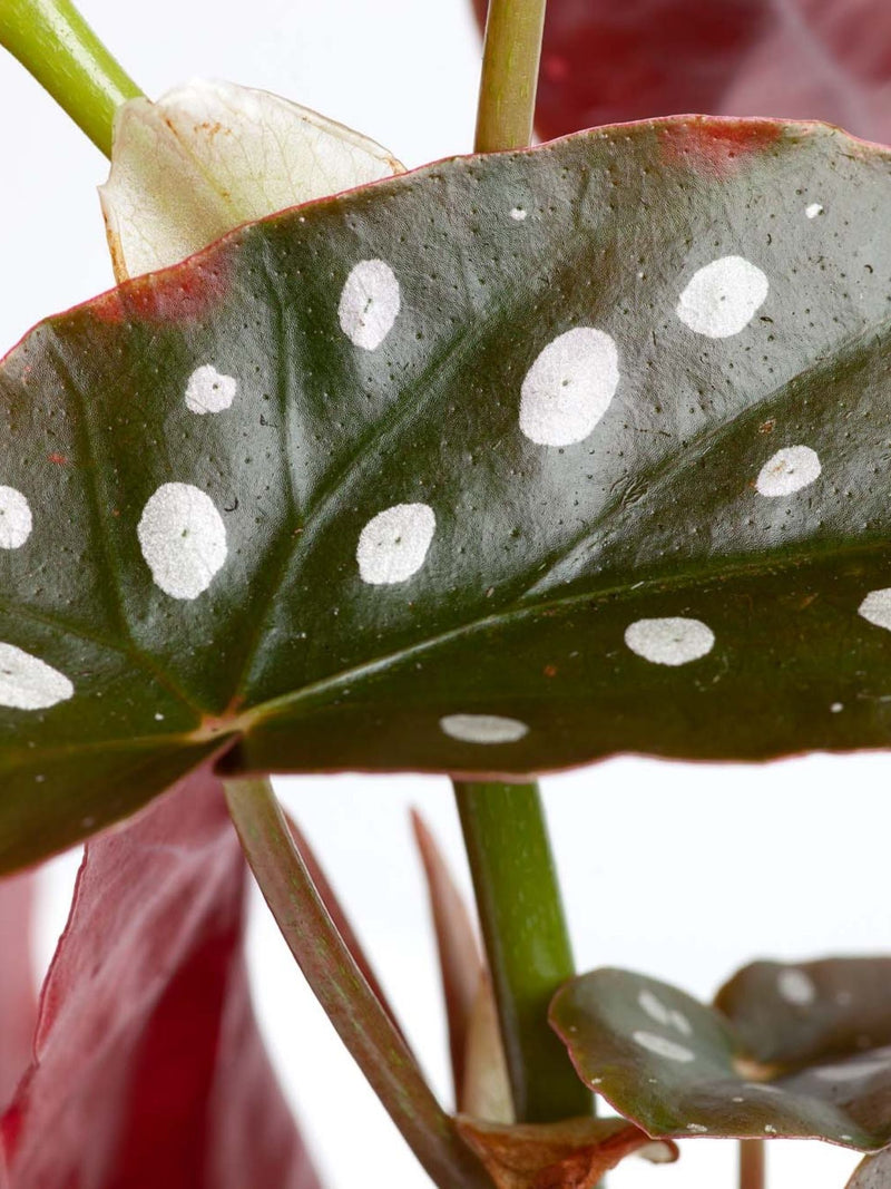 Plant: Spotted Begonia (Polka Dot) 120mm & Pot