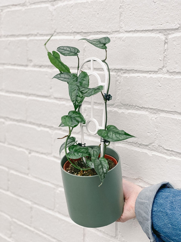 Silver Monstera Plant Ladder 120mm & Pot