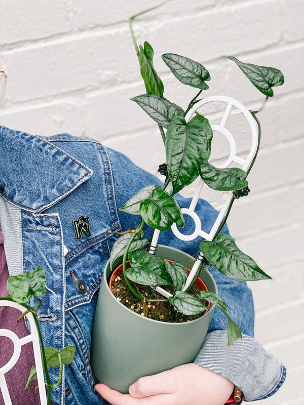 Silver Monstera Plant Ladder 120mm & Pot