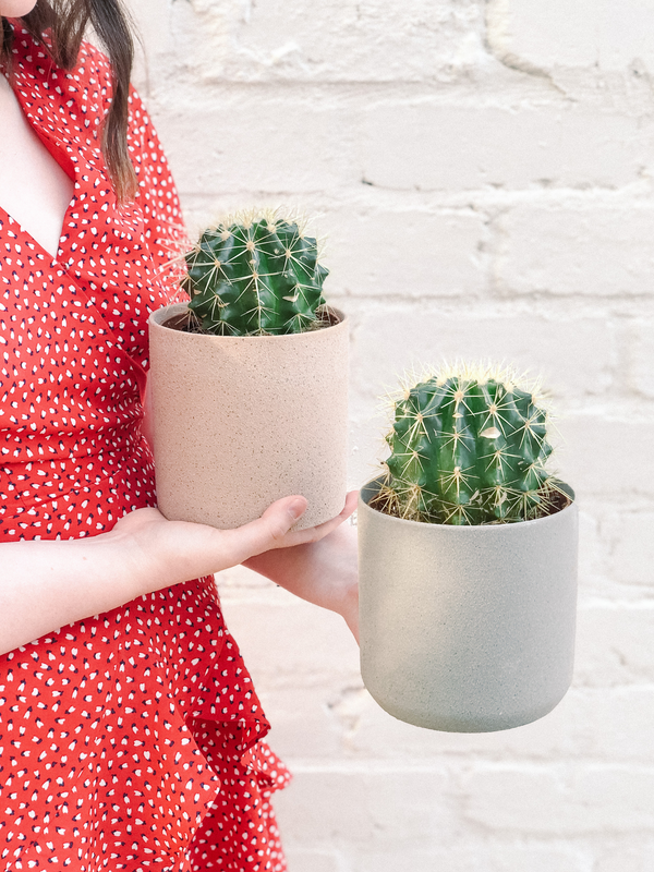Plant: Cactus 120mm & Pot