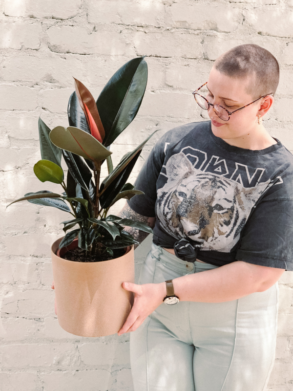 Rubber Burgundy Plant 190mm & Pot