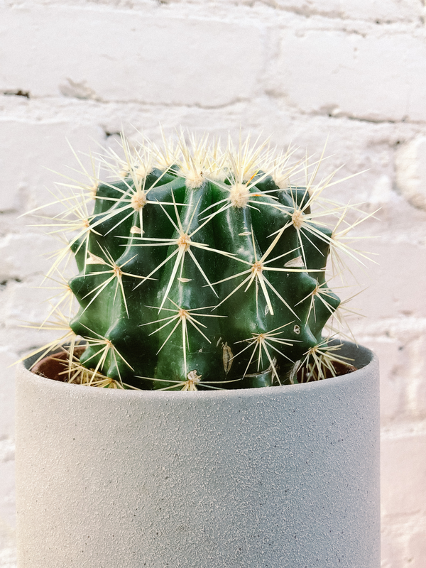 Plant: Cactus 120mm & Pot
