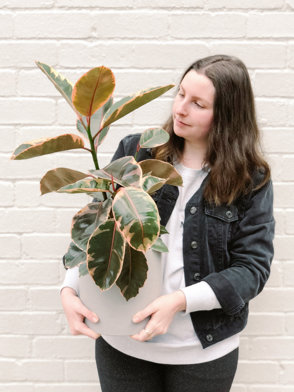 Rubber Ruby Plant 190mm & Pot