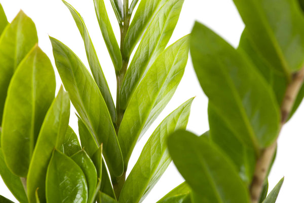 Plant: Zanzibar (ZZ) Plant 190mm & Pot