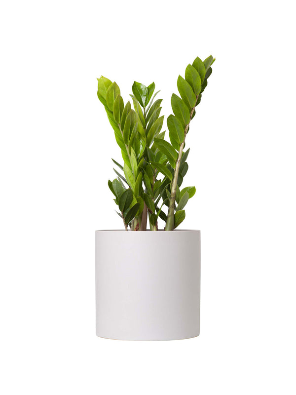 Plant: Zanzibar (ZZ) Plant 190mm & Pot