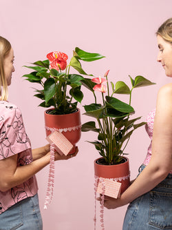 VALENTINE'S DAY PLANT: Be Mine Potted Anthurium