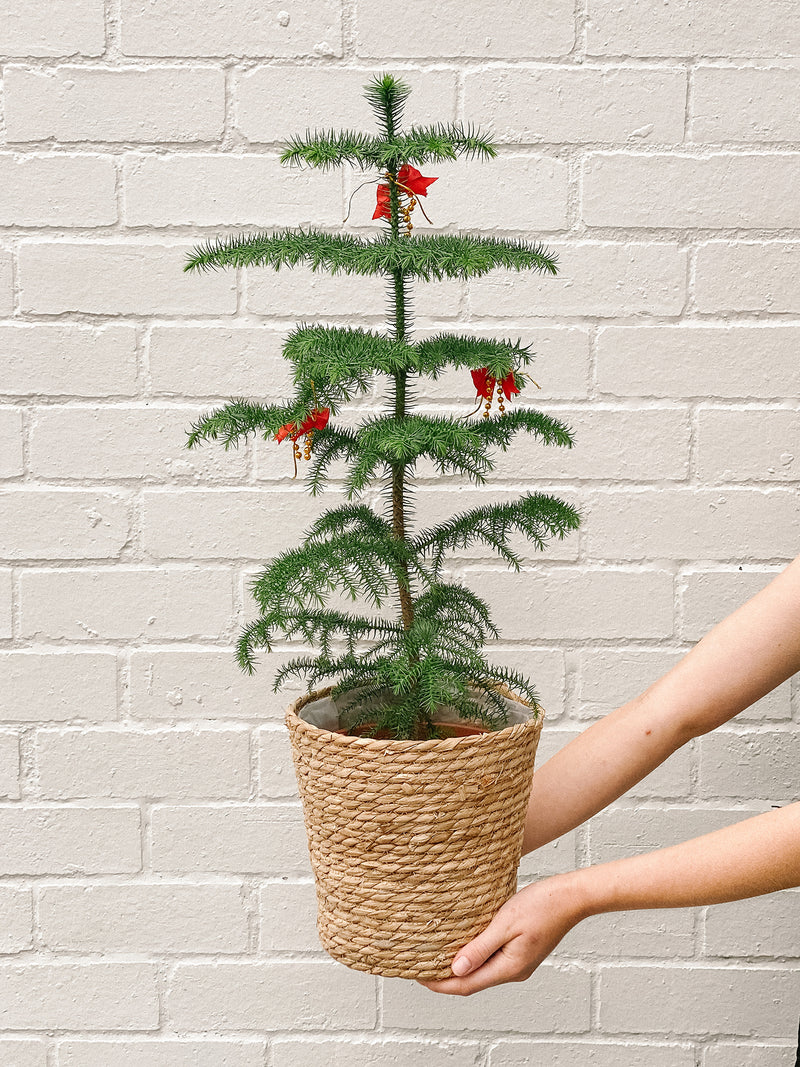 Plant: Mini Christmas Tree & Pot