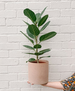 Plant: Ficus Benghalensis 190mm & Pot