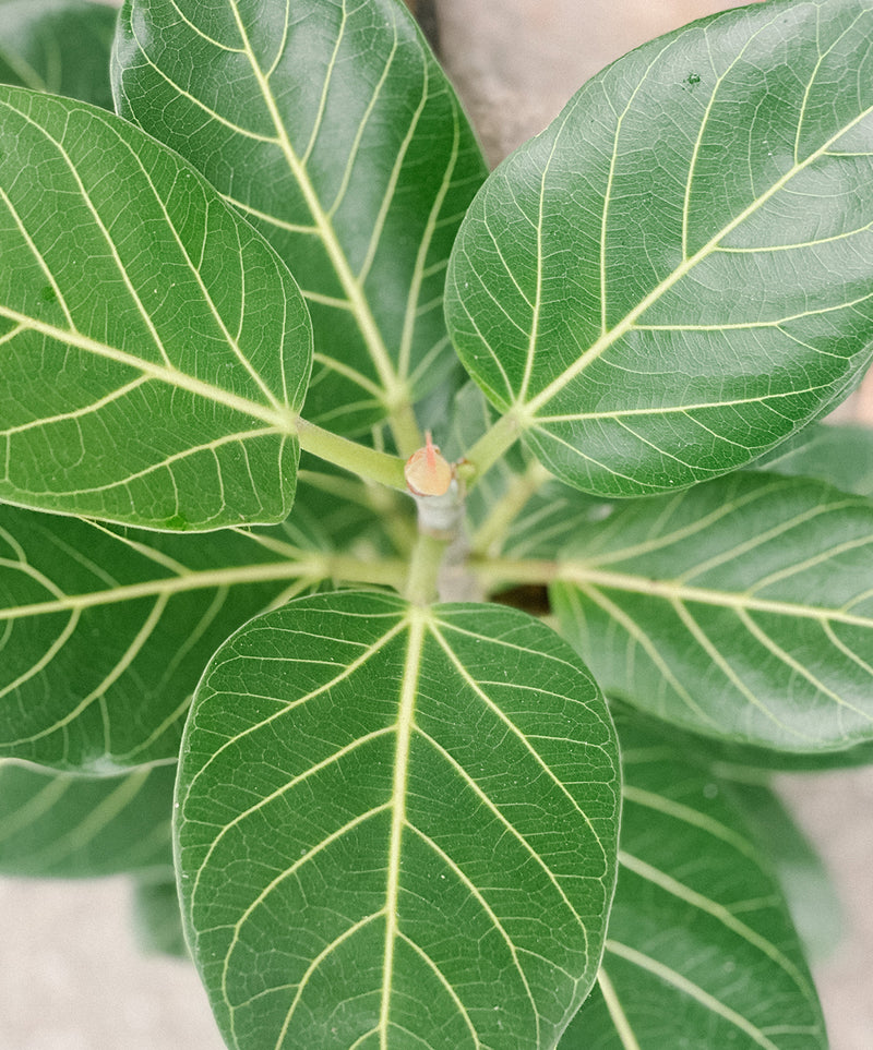 Plant: Ficus Benghalensis 190mm & Pot