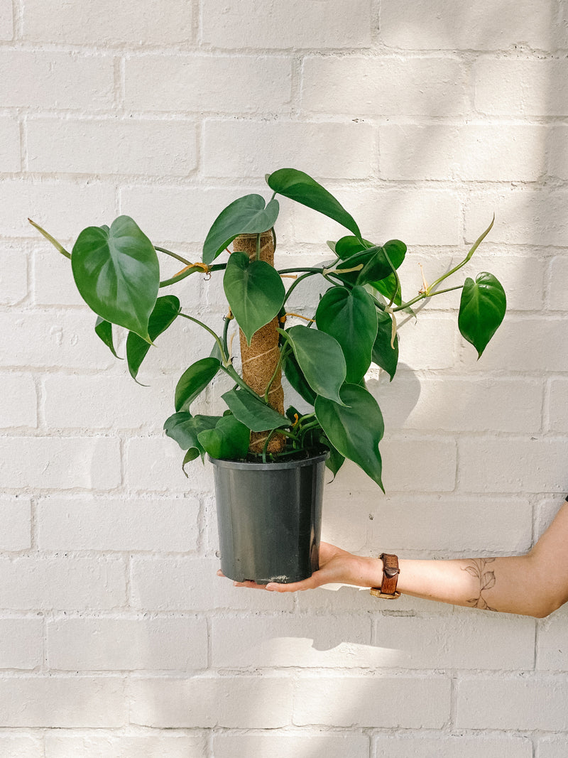 Plant: Heart-Shaped Philodendron Totem 170mm