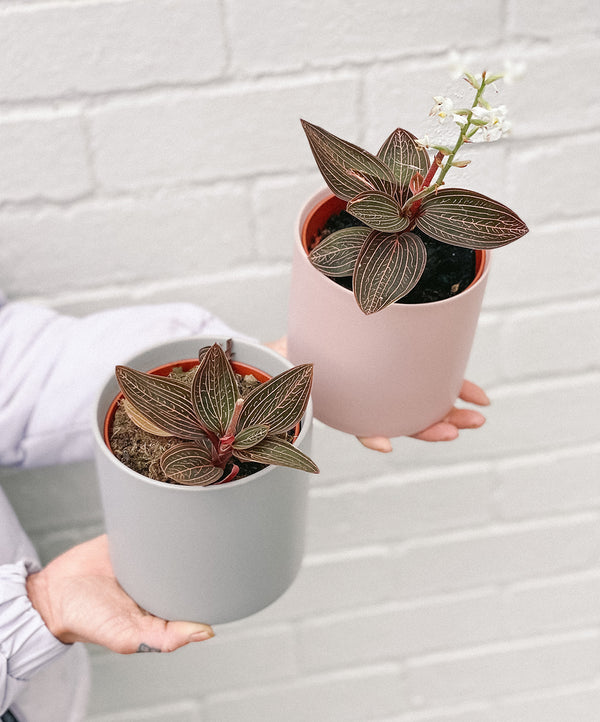 Plant: Jewel Orchid 120mm & Pot