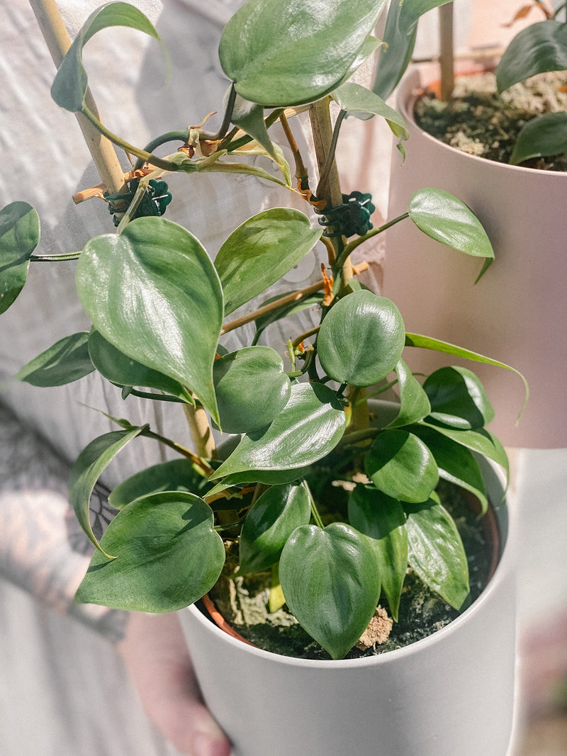Plant: Ladder Philodendron 120mm & Pot