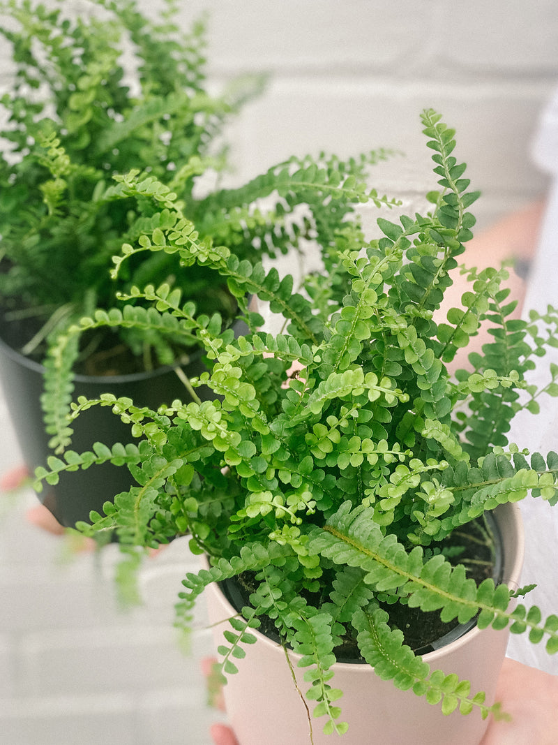 Plant: Lemon Button Fern 120mm & Pot